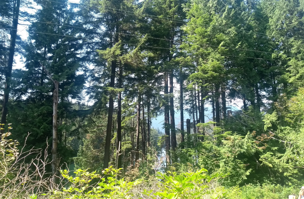 Forest Engineer's Day