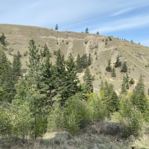 Peterson-Creek-Park2