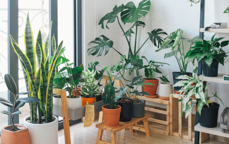 Como empezar desde cero tu jardín interior