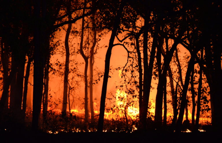 2024 marcó un nuevo récord de pérdida forestal