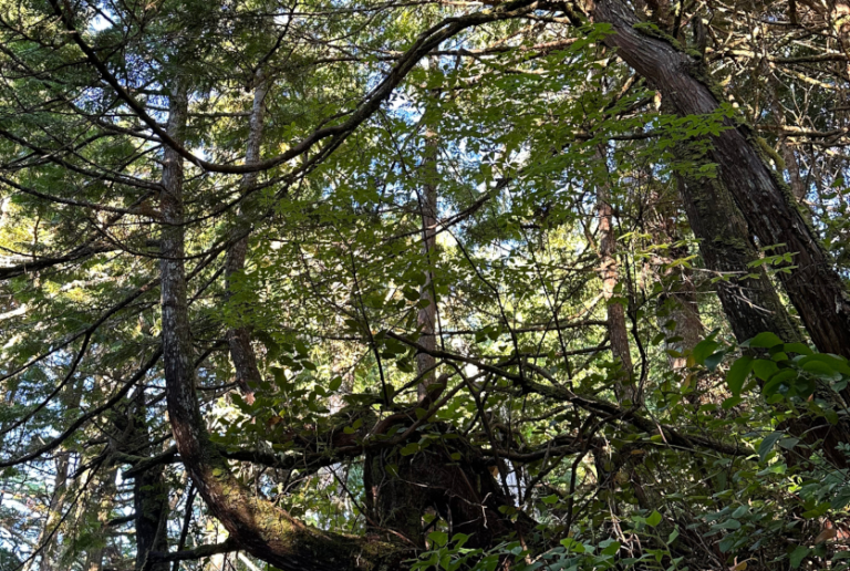 ¿Cómo el cambio climático está afectando a nuestros bosques?