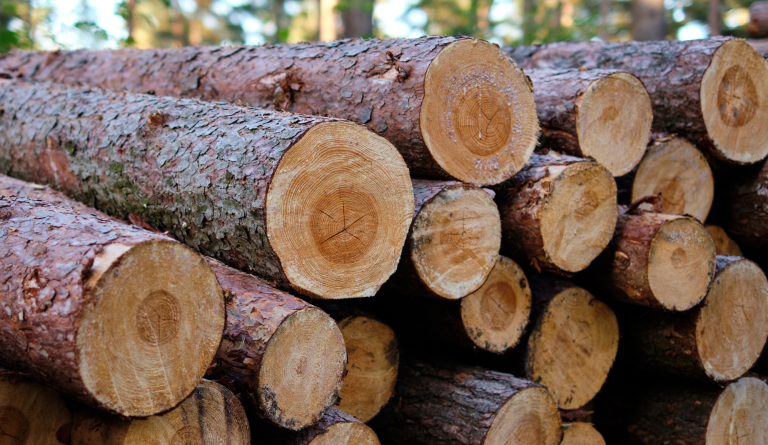 La madera canadiense frente a los aranceles de EE.UU: ¿qué está pasando con el sector forestal de British Columbia?